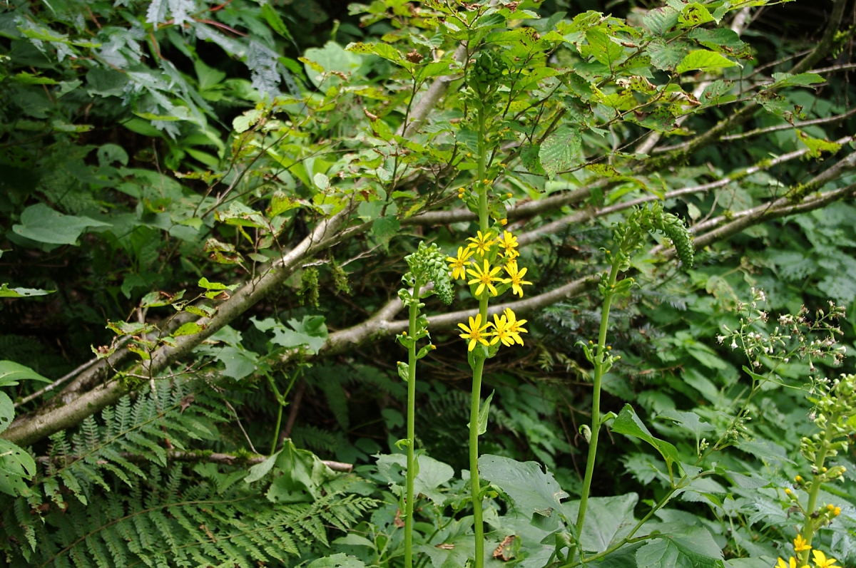 オタカラコウ(キク科:Ligularia fischerii ) 湿地的なところに生える、よく目立つキク科らしい花ですが、葉だけみるとフキの類かと思う形です。 実際、ツワブキはわりあい近い種類で、花序は全然違いますが個々の花はちょっと似ています。 兄弟関係の花には、同属の「メタカラコウ」がありますが、個々の花の咲き方が違うのと、花が散りかけていたり咲いていない時期でも、葉の形が違うので判別できます。 湿地を好む花ですが、日当たりは良い方が好きなようで、林の中より林道脇などに多く生えています。