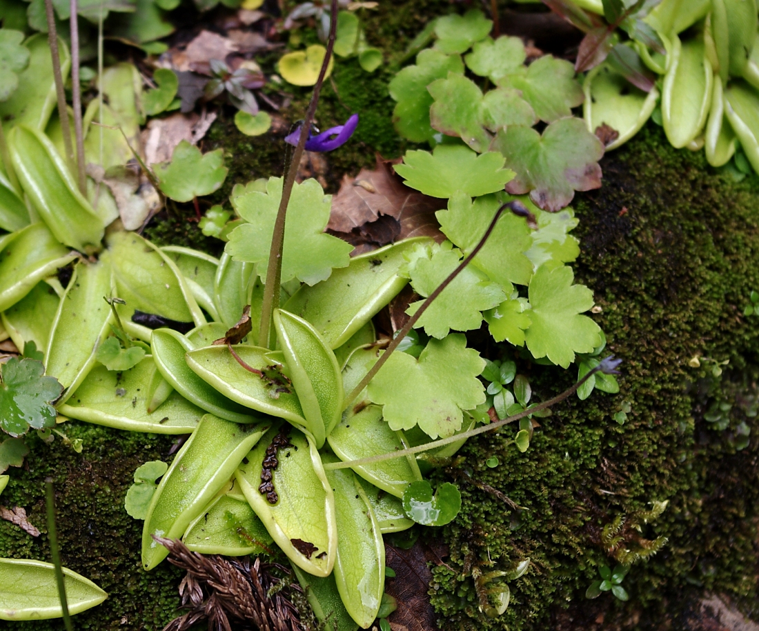ムシトリスミレ(タヌキモ科:Pinguicula vulgaris)これは、「スミレ」の名を付けられていますが、スミレではなく、「タヌキモ科」の食虫植物です。花の印象がスミレに似ているというだけで、葉は全く違うものとなっており、表面は粘液で覆われ、貼り付いた小虫を消化吸収します。この花は亜高山の岩場に見られ、高山植物に近い見方をされることもある山岳植物ですが、ここ青海黒姫山中腹では、石灰岩のカルスト地形による特殊な寒冷気候のため標高700mほどのところに生息しています。流石に花はもう終わりでほとんど散っていましたが、通常の花期は6-8月ということですから、花期もここでは遅くずれ込むようです。