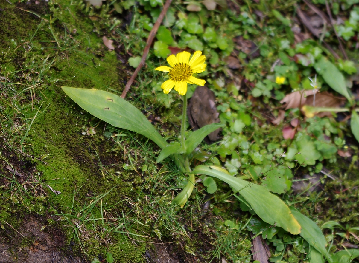 ウサギギク(キク科:Arnica unalascensis var. tschonoskyi) もう花期がとっくに終わっているはずの時期なので散りかけていますが、アルプスや東北ではお馴染みの高山植物です。 ドリーネ内の特殊な寒冷気候のせいで、標高700mばかりの樹林地帯なのにこの時期見られるのです。