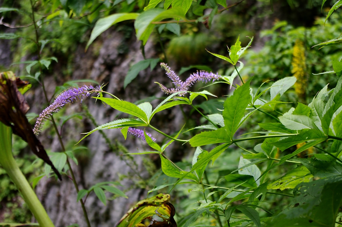 クガイソウ（オオバコ科　学名：Veronicastrum japonicum）綺麗な藤色なのですが、似た花序の「サラシナショウマ」の白に比べると意外とあまり目立ちません。高山植物というわけではありませんが、山地や高原の花です。花期も終わりなので寂しげな風情ですが、9月中旬でまだ咲いているというのは、ここの特殊気候のせい。この写真では判りにくいですが、葉が5-6枚づつ輪生して何層にも段々になっているので、「九階草」という語源になったという説があります。