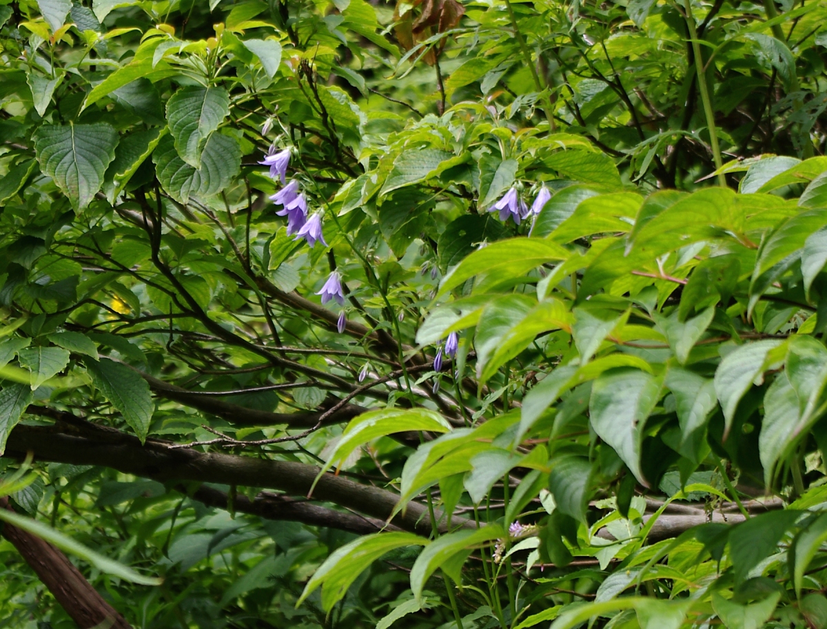 ハクサンシャジン(キキョウ科 Adenophora triphylla var. hakusanensis)野山に見られるツリガネニンジンの高山型変種とされ、タカネツリガネニンジンとも呼ばれる。低地のツリガネニンジンよりも花の色が濃い。これも季節最後の咲き残りのようです。