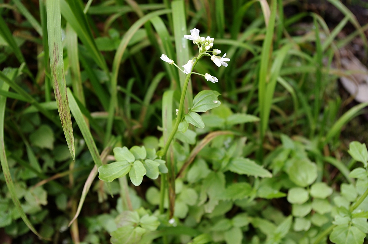 オクヤマガラシ(アブラナ科 Cardamine torrentis)クレソンなどに近い仲間で、中部地方の山地の湿った土地に生える草で、4弁の白い花をつけます。季節的に花はもうほぼ終わりです。ネーチャーガイドさんが葉を食べてみろというので齧ってみると、これがけっこう辛い。ホースラディッシュとかにも近い仲間なので、ワサビ的な辛さがあります。アブラナ科は、からしやダイコンなど多かれ少なかれ、辛味成分をもっているそうです。