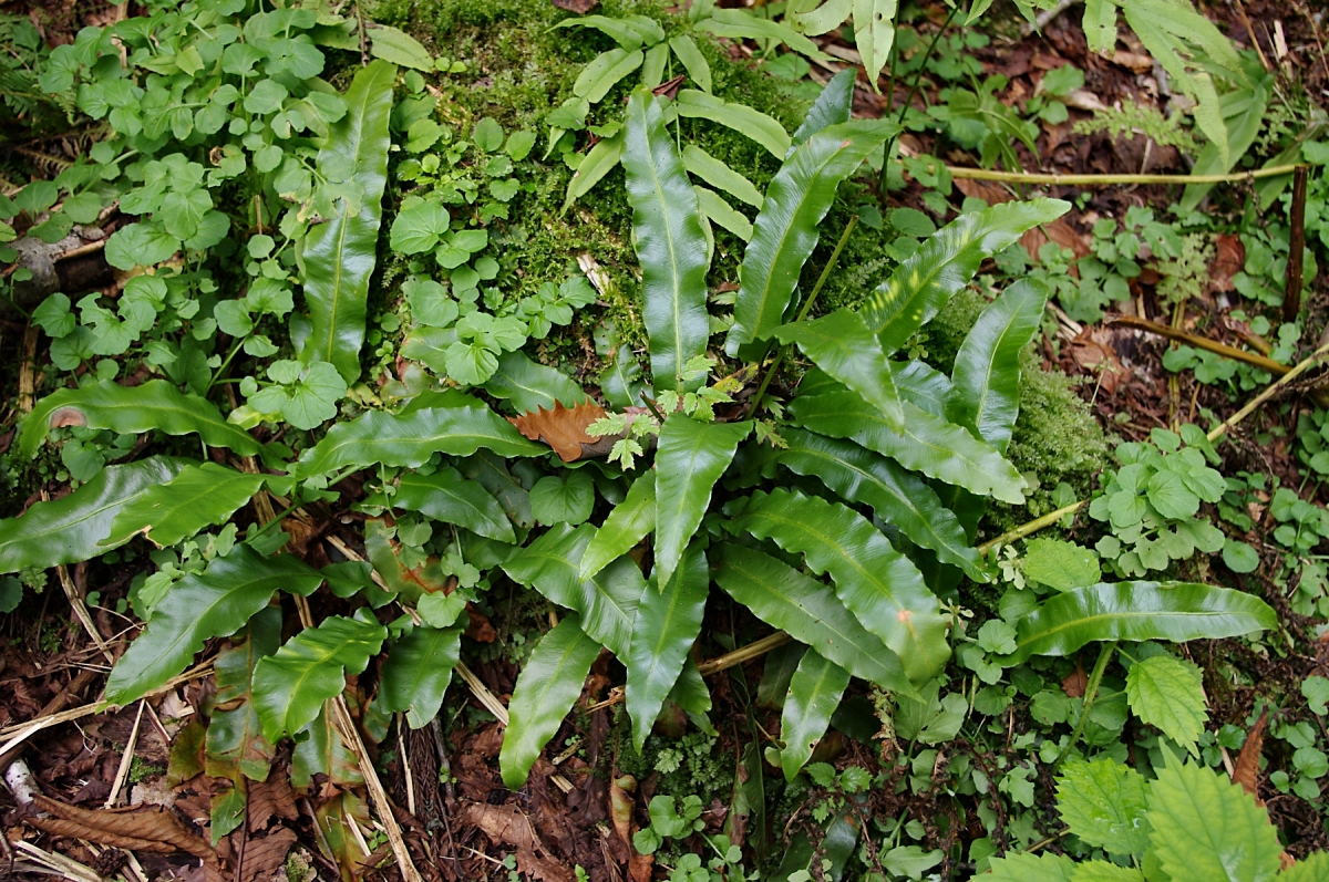 コタニワタリ(シダ植物 チャセンシダ科 Asplenium scolopendrium)オオタニワタリの仲間は、沖縄の密林など樹上に着生する南方系の植物ですが、コタニワタリは全国幅広く分布します。むしろ寒冷な山岳にあるイメージですが、ここ糸魚川黒姫山にも元気に茂っていました。羊歯の仲間の中では一番シンプルな葉のつくりで、葉が綺麗なので観葉植物としても栽培されるようです。どうも、奥秩父とかの沢沿いでよく見る気がするので、そもそも石灰岩が好きなようです。