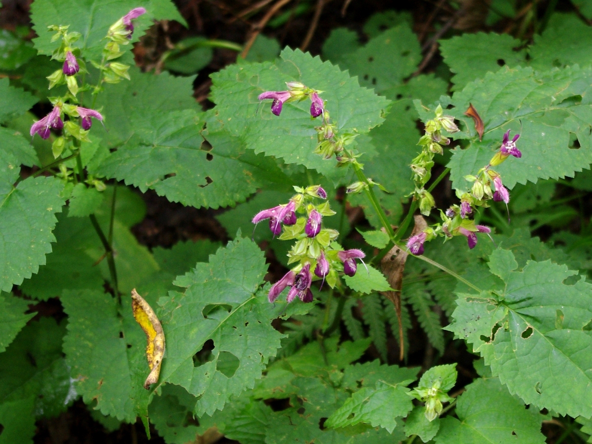 アキギリ（シソ科　：Salvia glabrescens） 日本産のサルビアの一種です。 今回、糸魚川のエコツアーで標高700mくらいの森のなかに沢山咲いていましたが、どうも北陸とか日本海側に多いようです。 仲間の園芸種のメドーセージなどよりも、色が赤紫っぽく、毛っぽい花です。