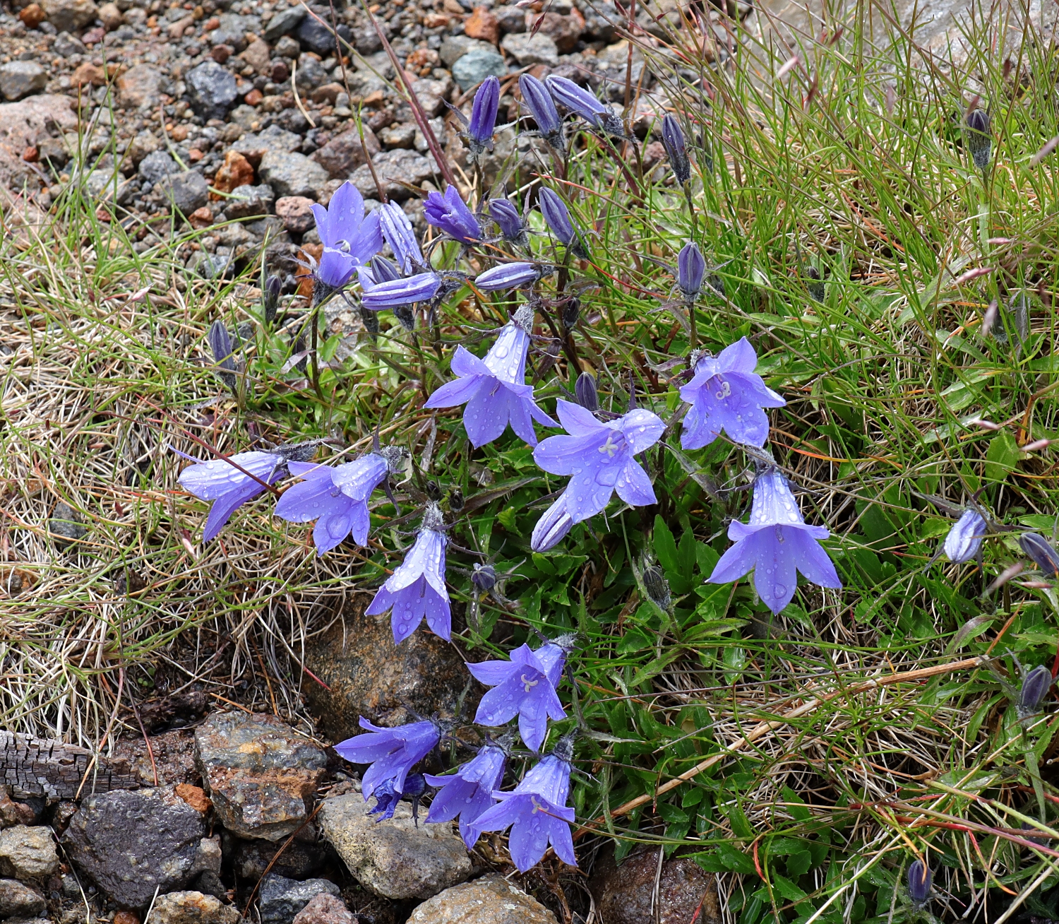 イワギキョウ 山川草木図譜