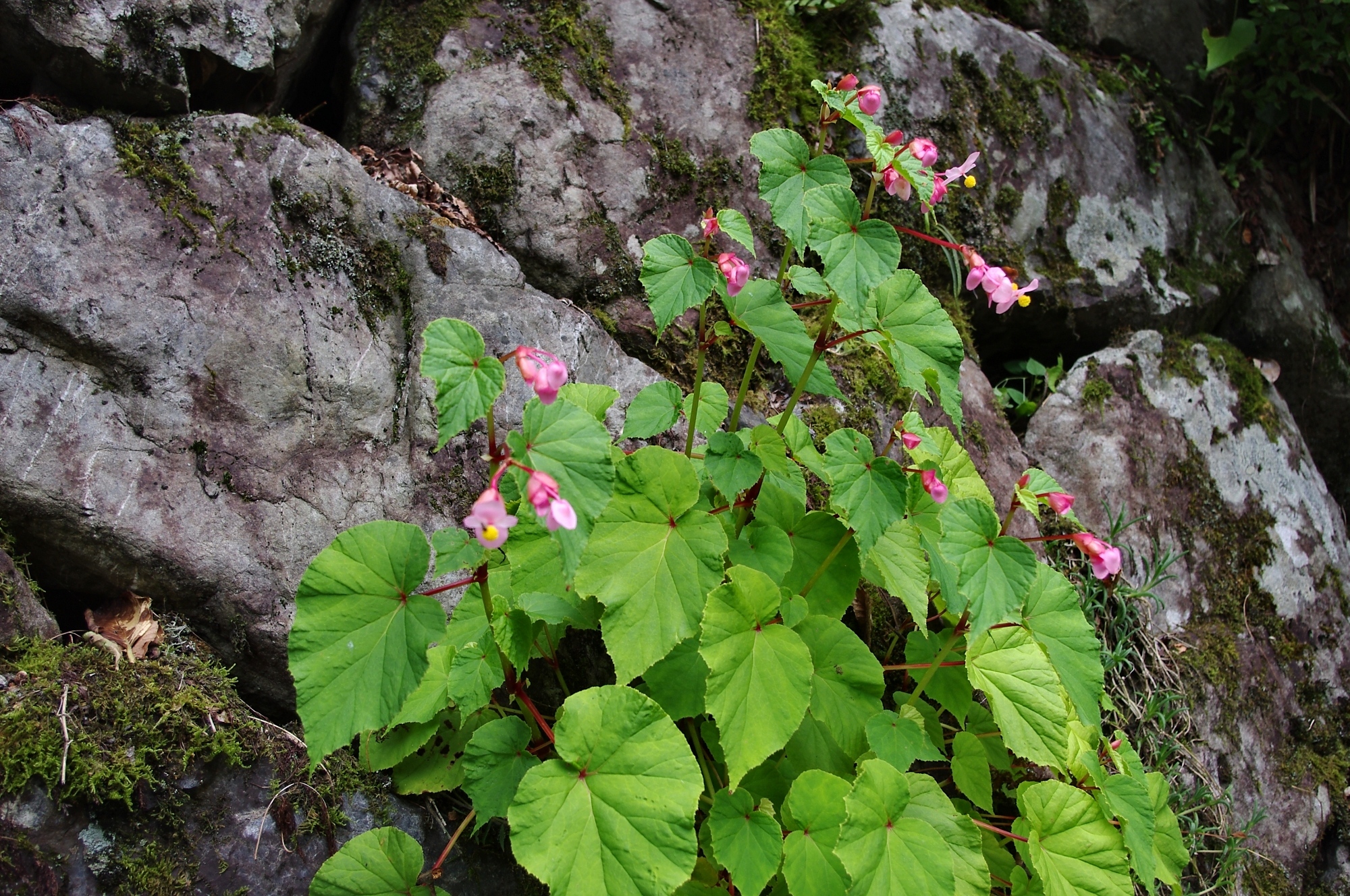 シュウカイドウ 山川草木図譜