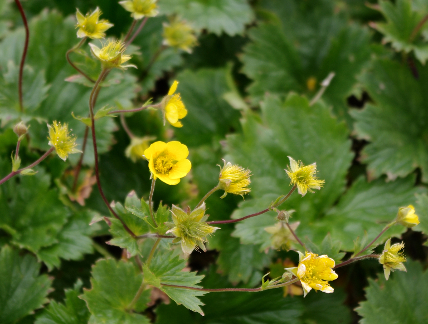 ミヤマダイコンソウ 山川草木図譜 ミヤマダイコンソウ 山川草木図譜