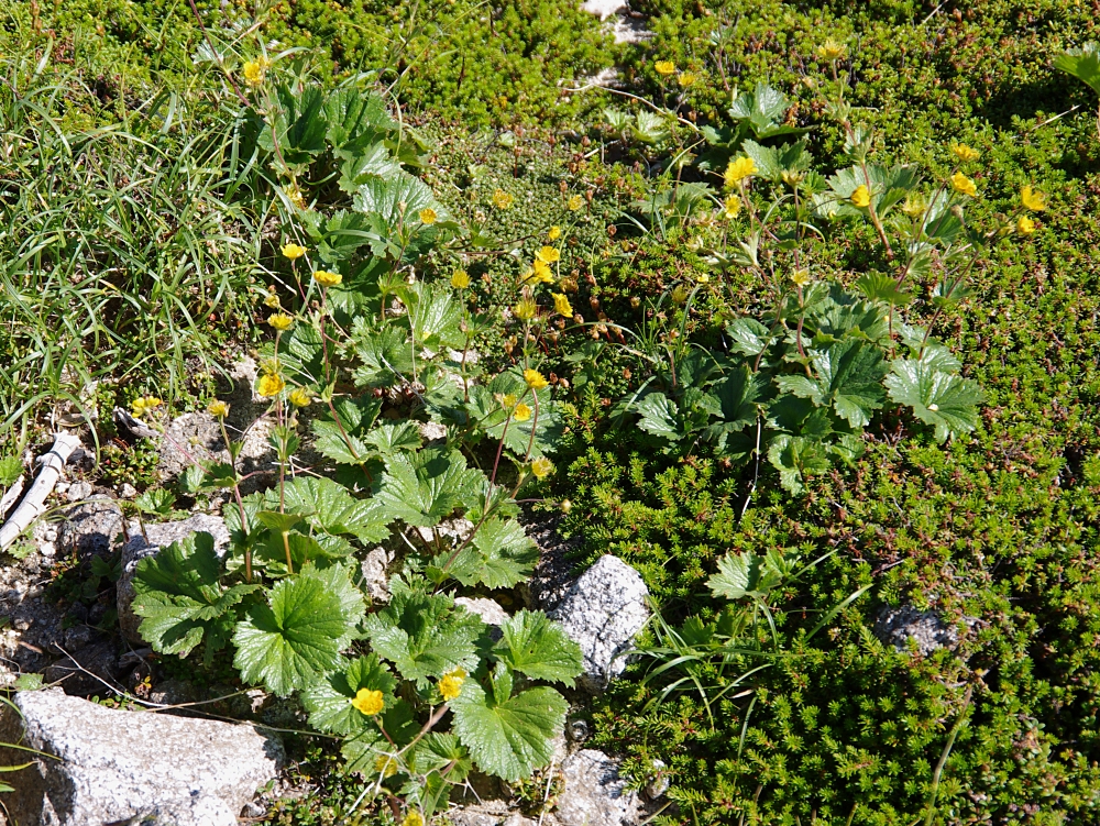 ミヤマダイコンソウ 山川草木図譜 ミヤマダイコンソウ 山川草木図譜