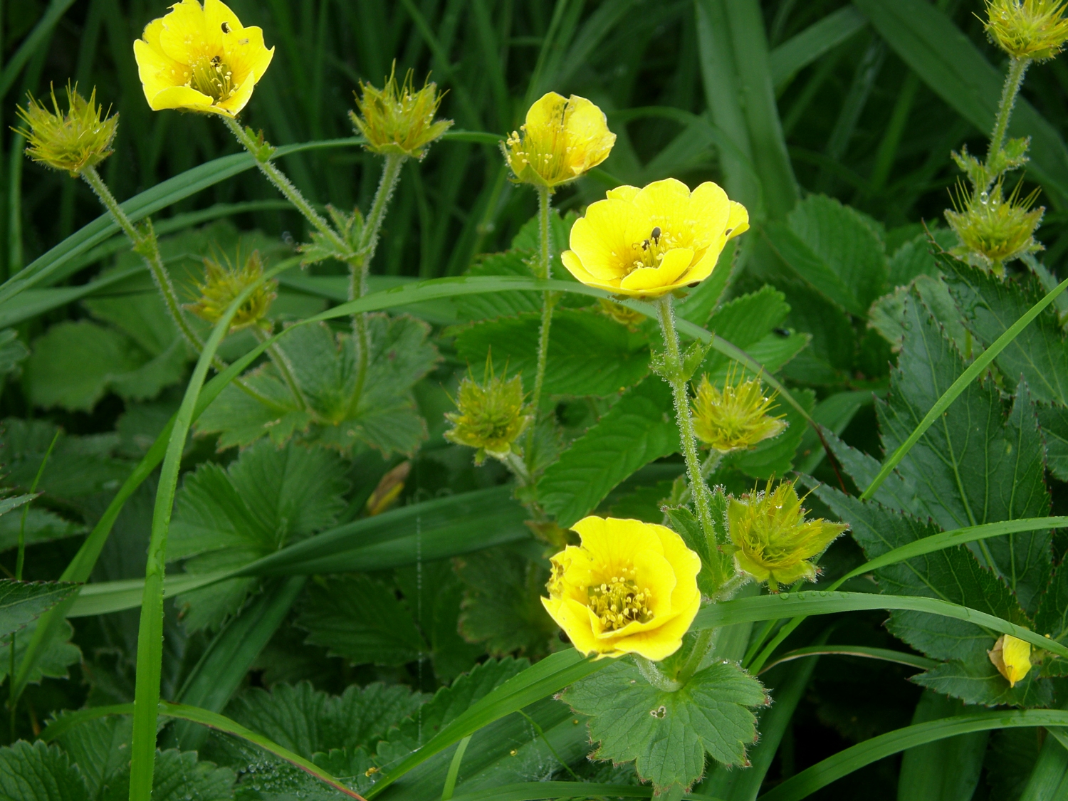 ミヤマダイコンソウ 山川草木図譜 ミヤマダイコンソウ 山川草木図譜