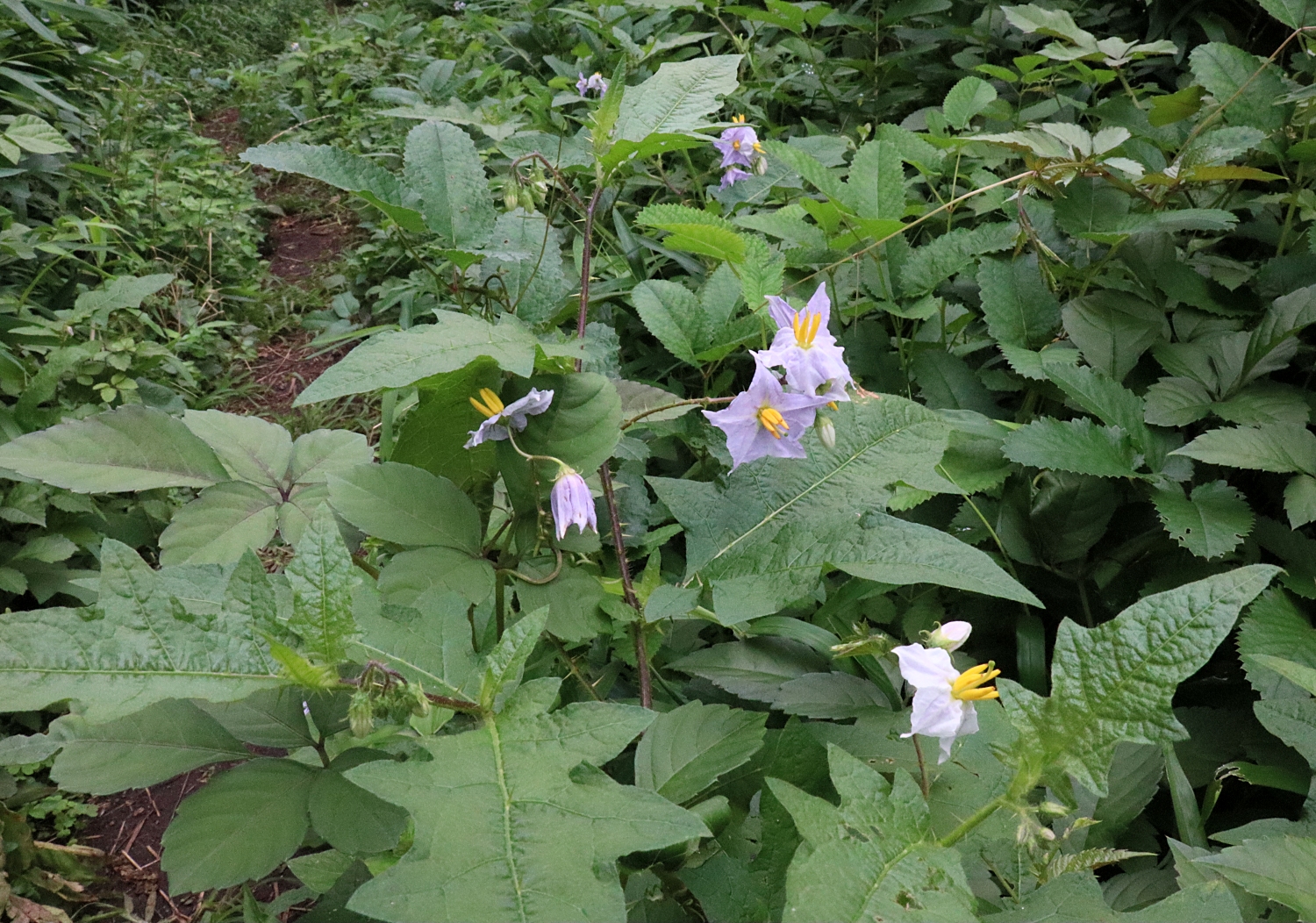 ワルナスビ 山川草木図譜
