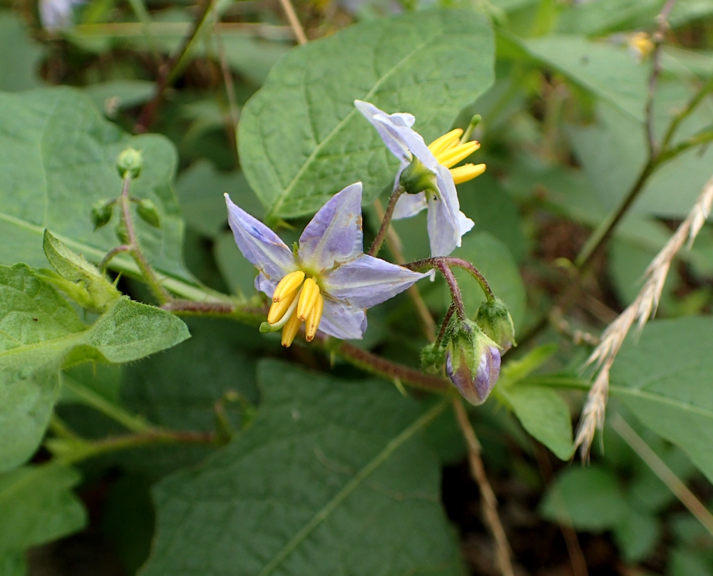 ワルナスビ 山川草木図譜