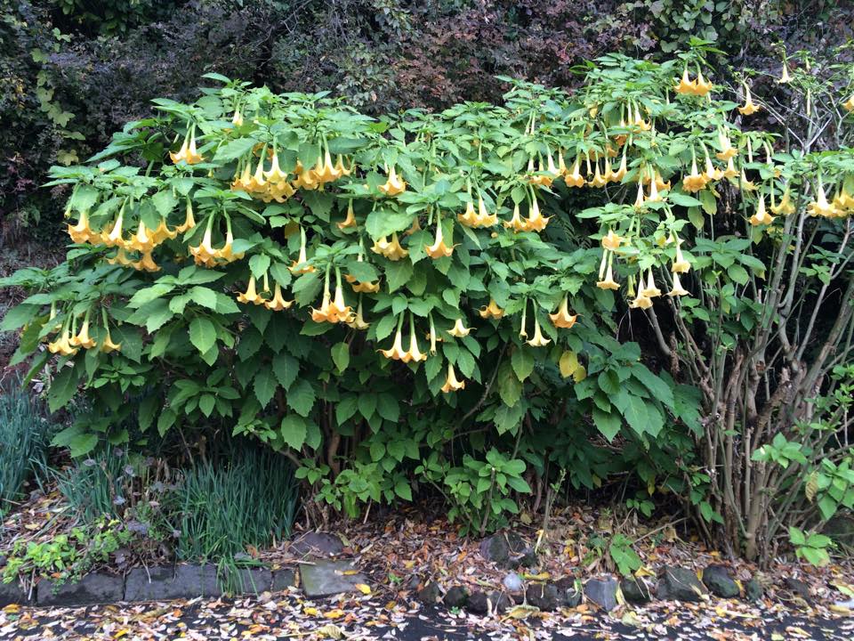 キダチチョウセンアサガオ 山川草木図譜 キダチチョウセンアサガオ 山川草木図譜