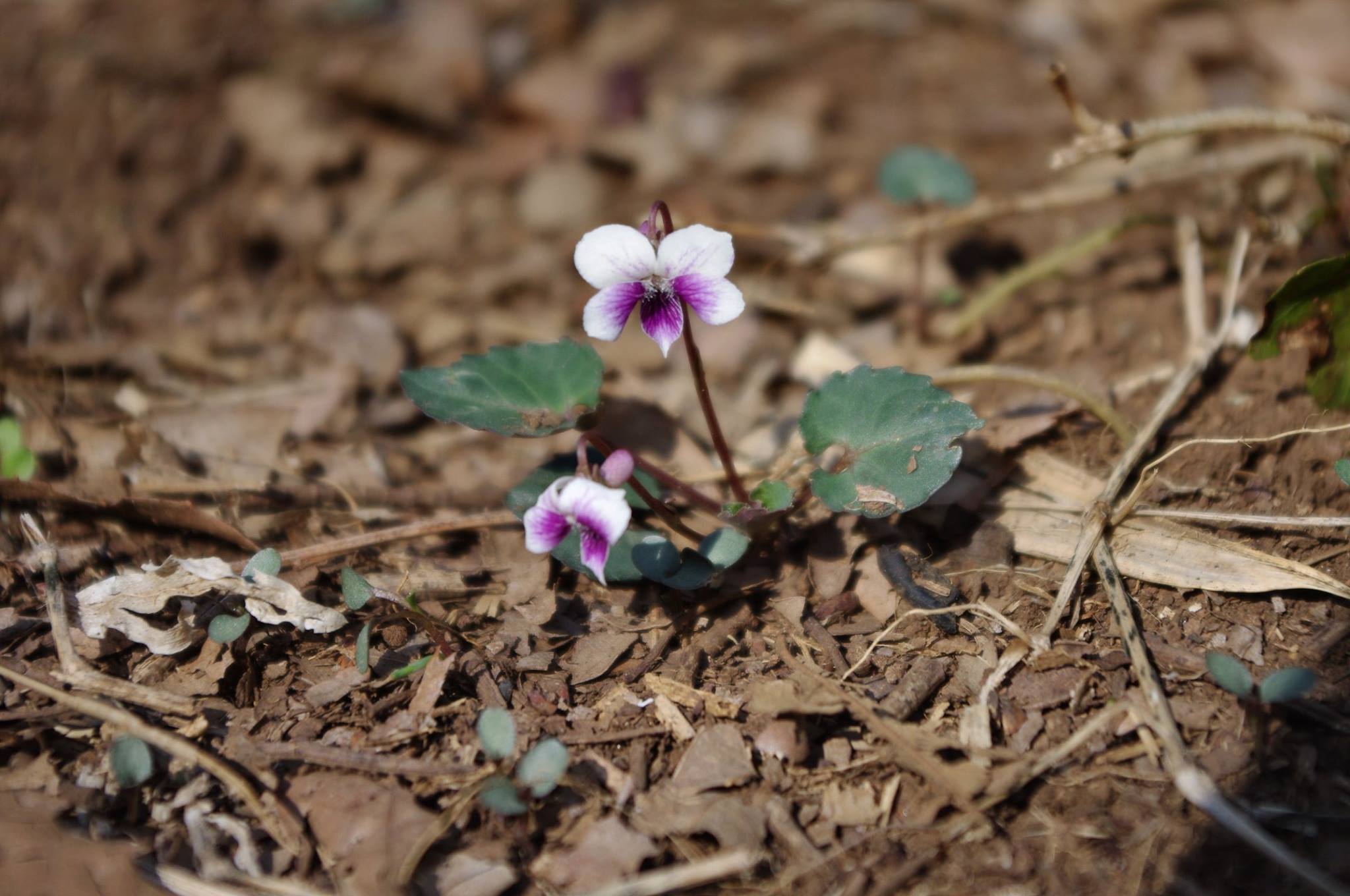 フモトスミレ 山川草木図譜