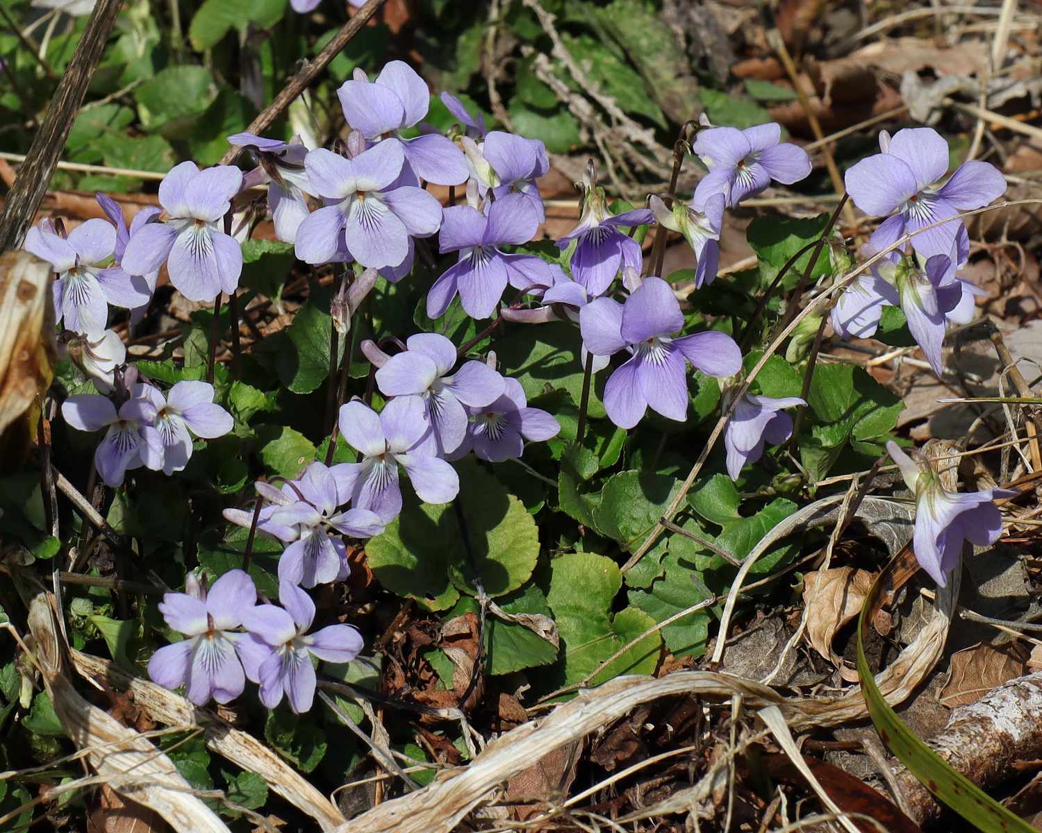 タチツボスミレ 山川草木図譜
