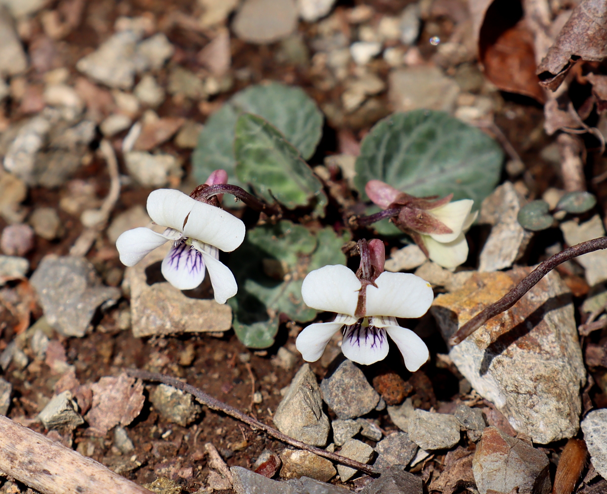 フイリフモトスミレ 山川草木図譜