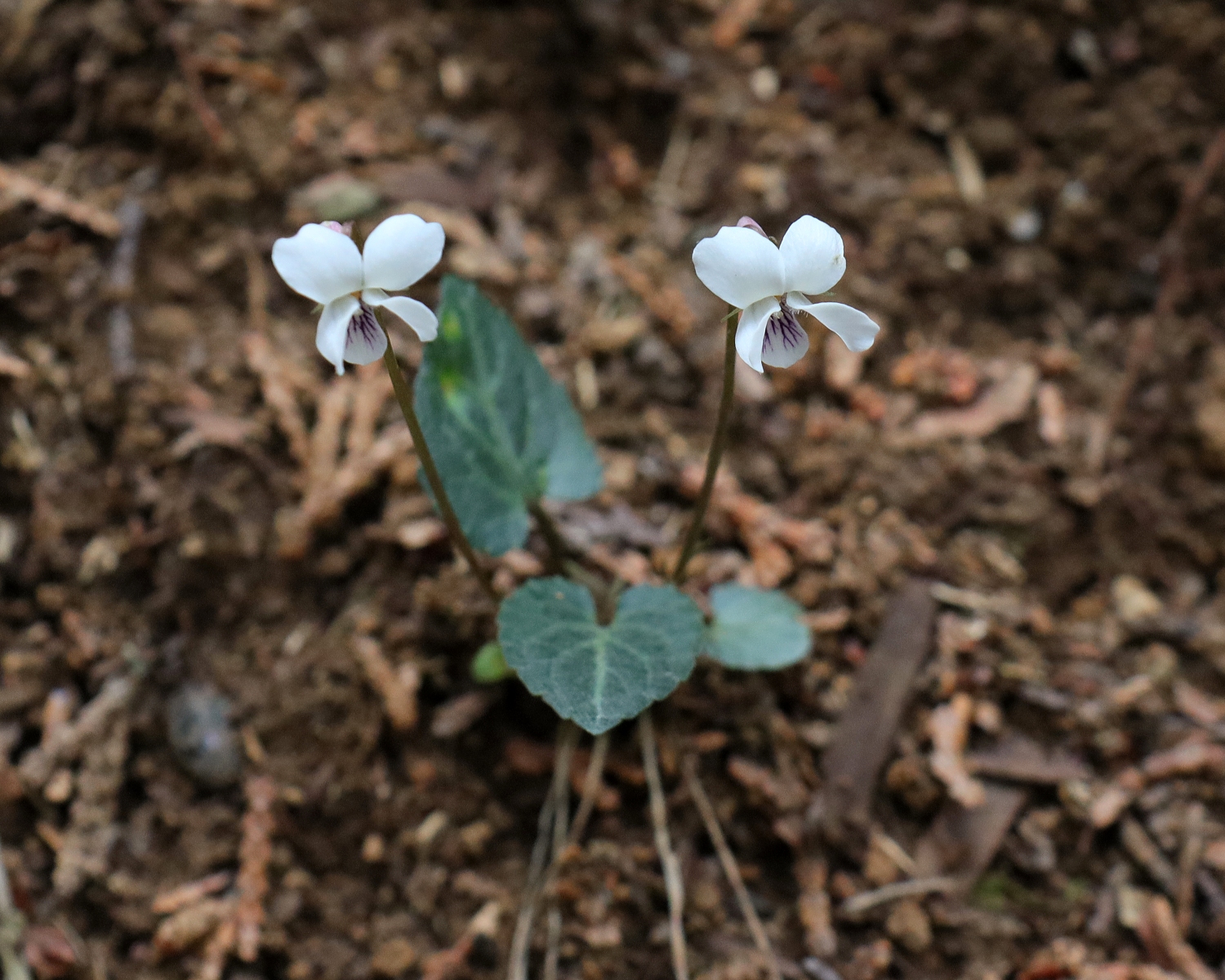 フモトスミレ 山川草木図譜