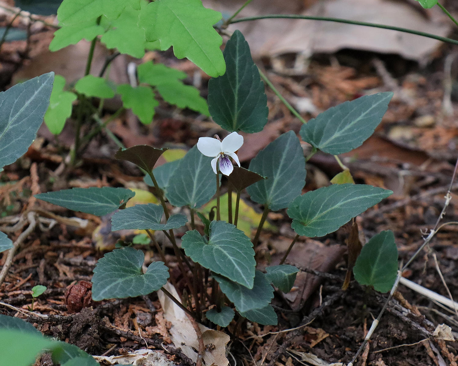 フモトスミレ 山川草木図譜