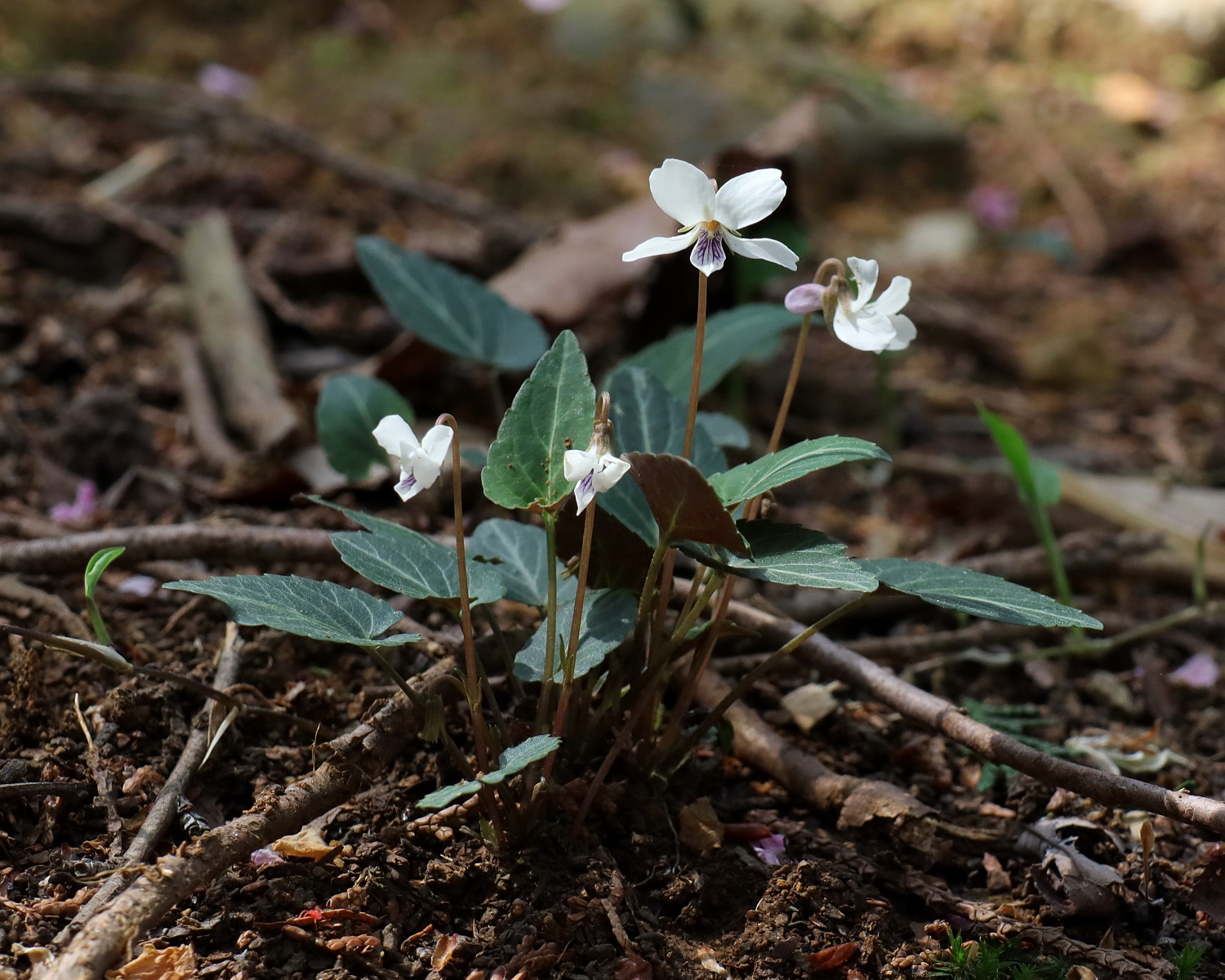 フモトスミレ 山川草木図譜