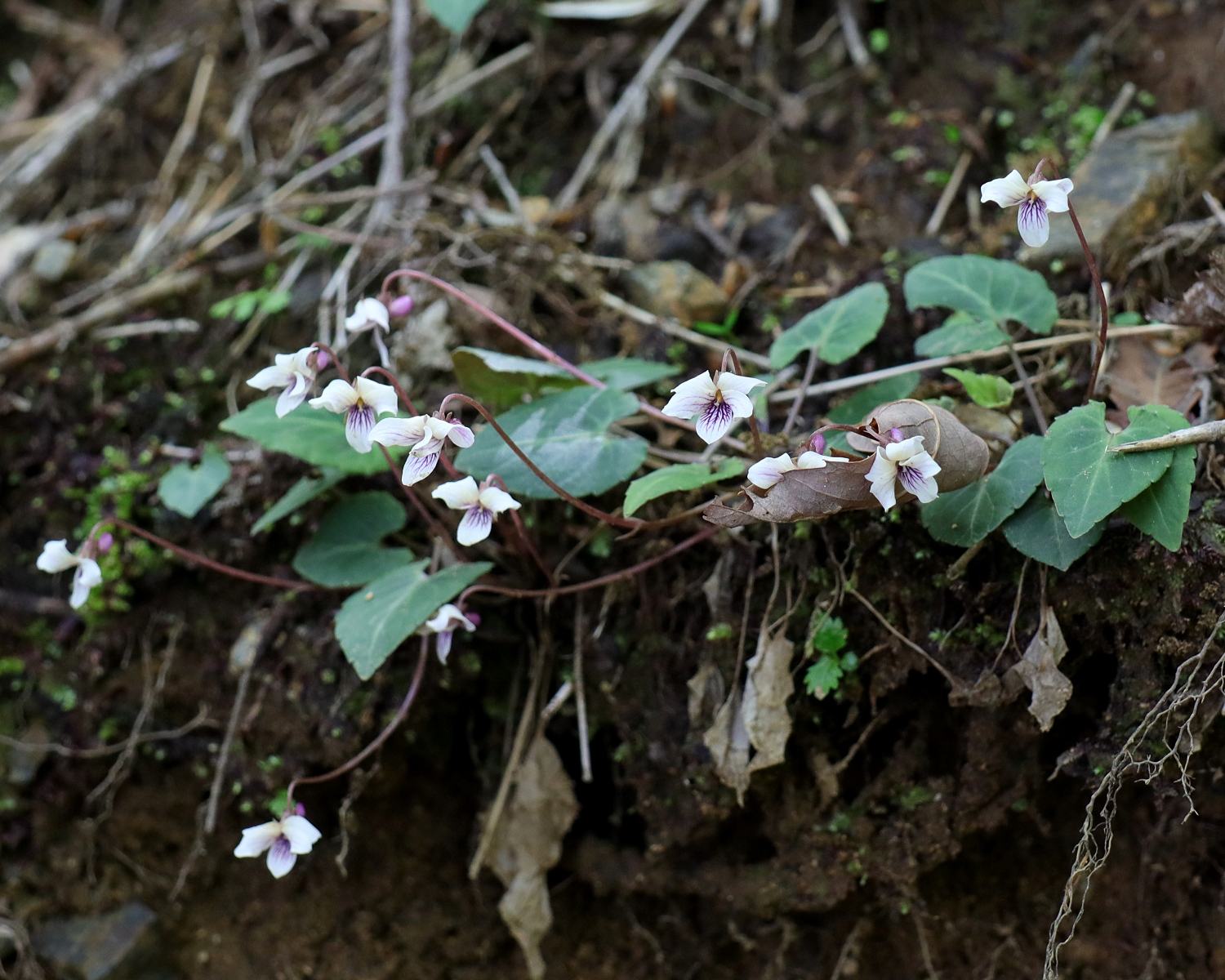 フモトスミレ 山川草木図譜