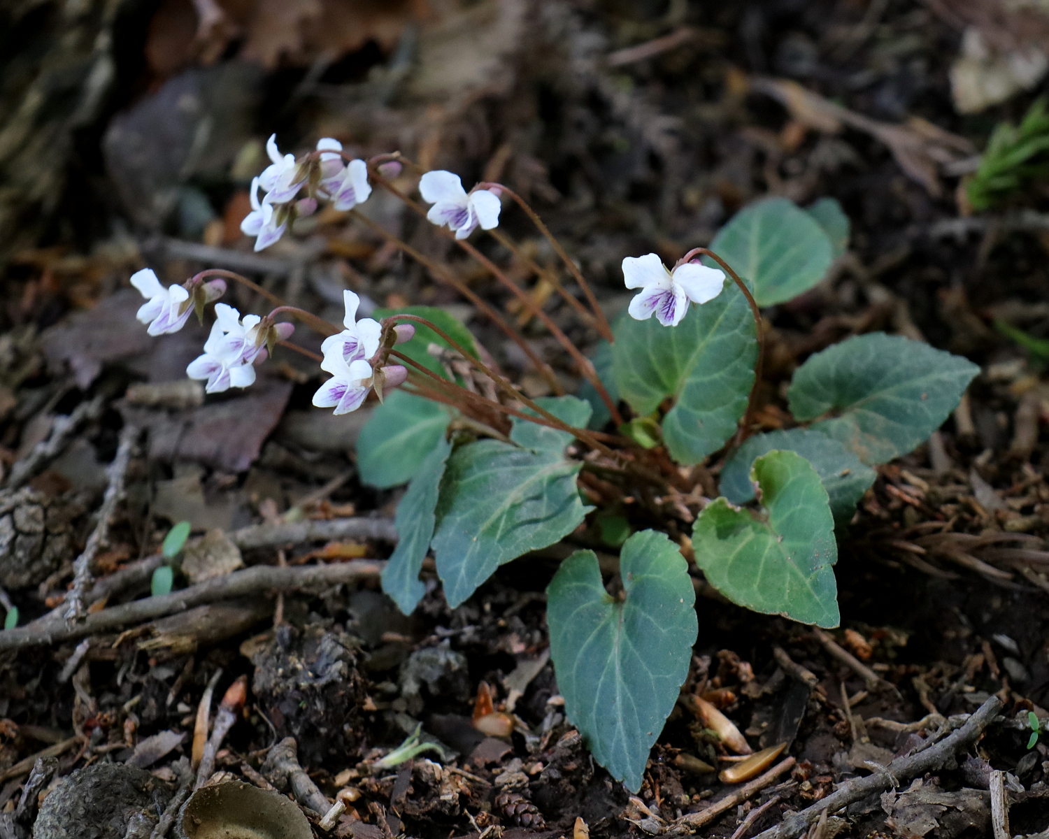 フモトスミレ 山川草木図譜