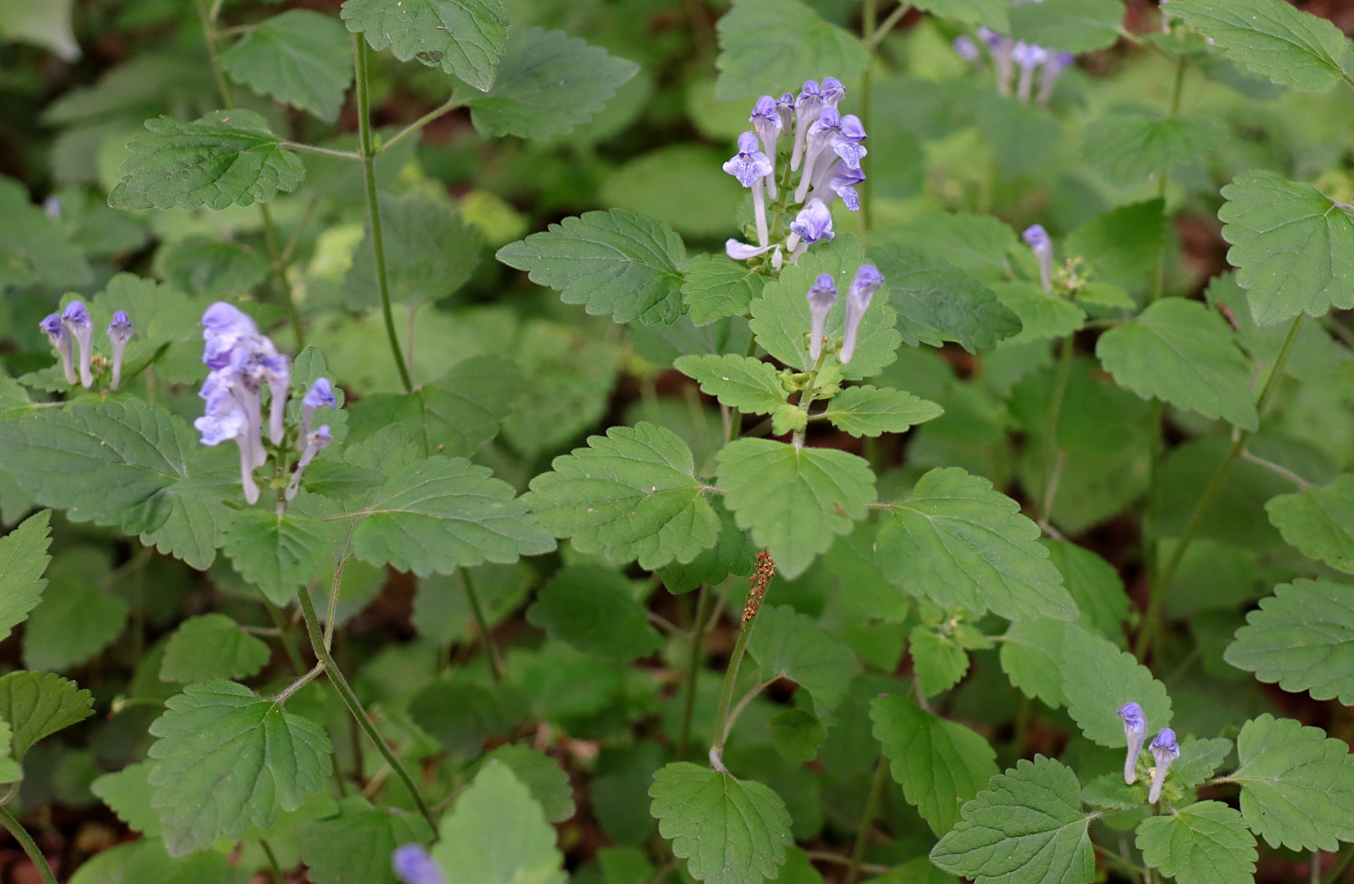 オカタツナミソウ 山川草木図譜 オカタツナミソウ 山川草木図譜