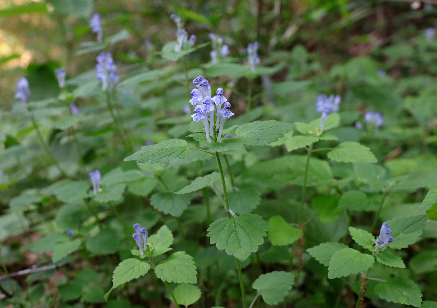 オカタツナミソウ 山川草木図譜 オカタツナミソウ 山川草木図譜