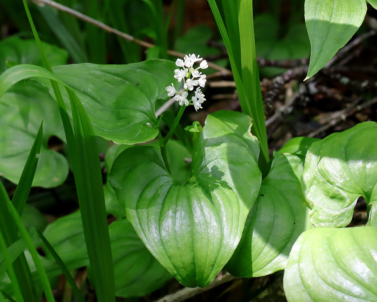 マイヅルソウ 山川草木図譜 マイヅルソウ 山川草木図譜