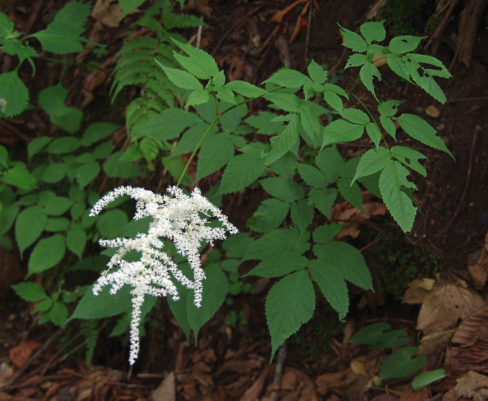アカショウマ 山川草木図譜