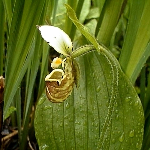 ④ 山野草 ホテイアツモリソウ 武徳 花1 【公式通販】