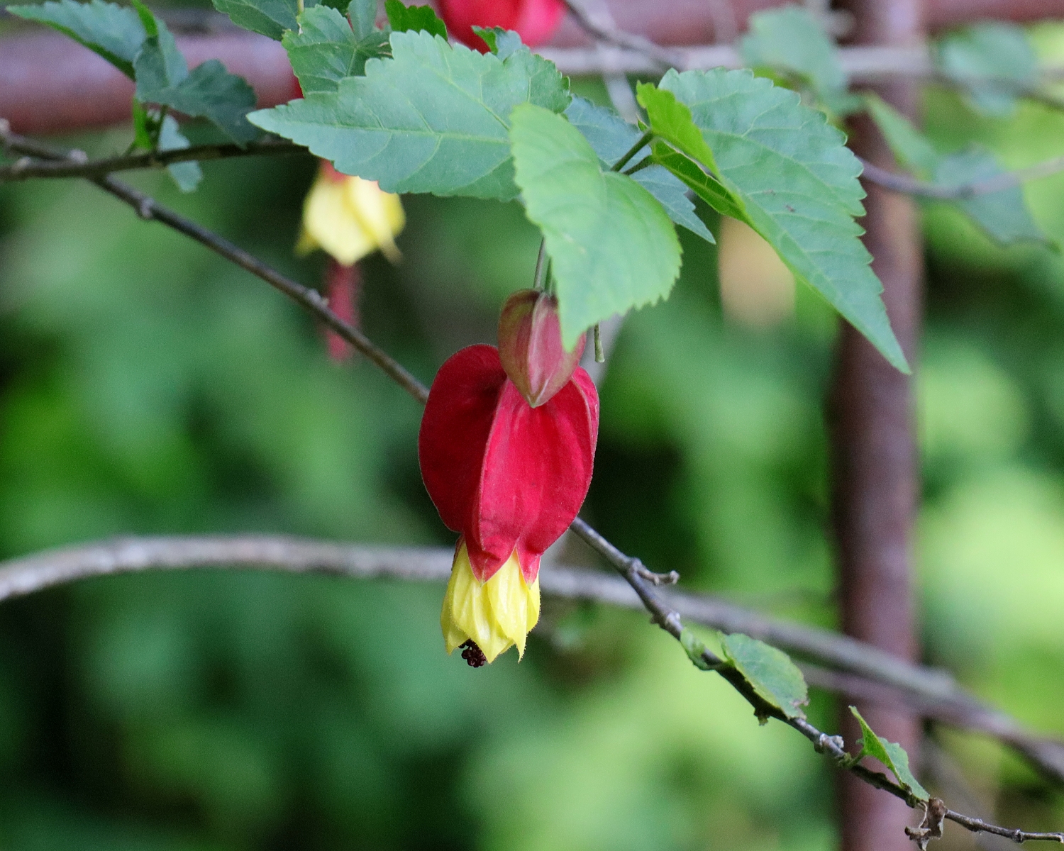 u*3様 山野草　アツモリソウ　赤系武徳 u*3様 山野草 アツモリソウ 赤系武徳