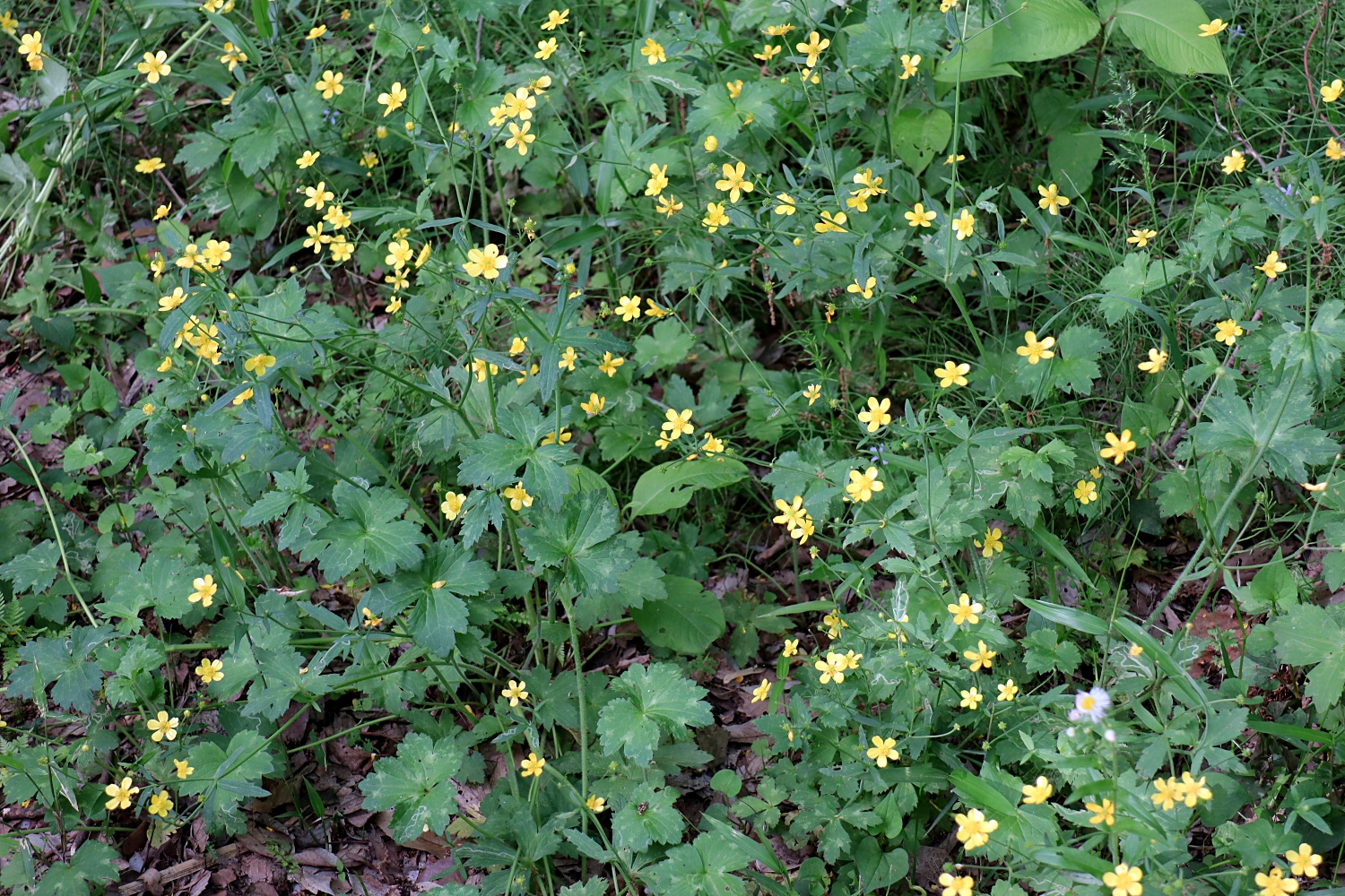 ウマノアシガタ キンポウゲ 山川草木図譜
