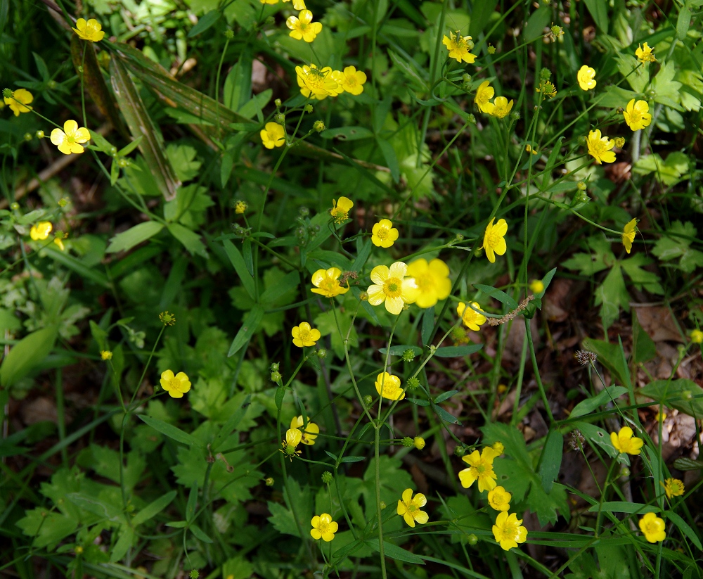 ウマノアシガタ キンポウゲ 山川草木図譜