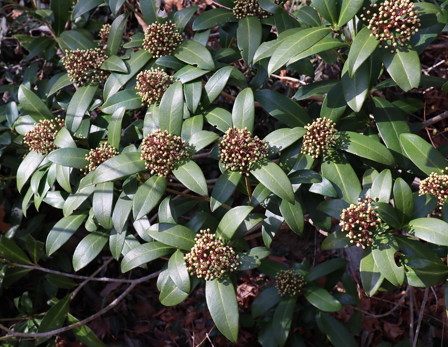 ミヤマシキミ 山川草木図譜