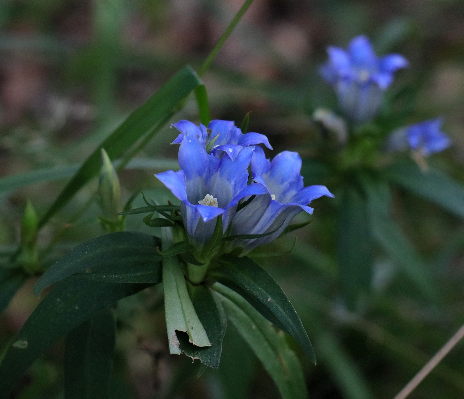 リンドウ 山川草木図譜
