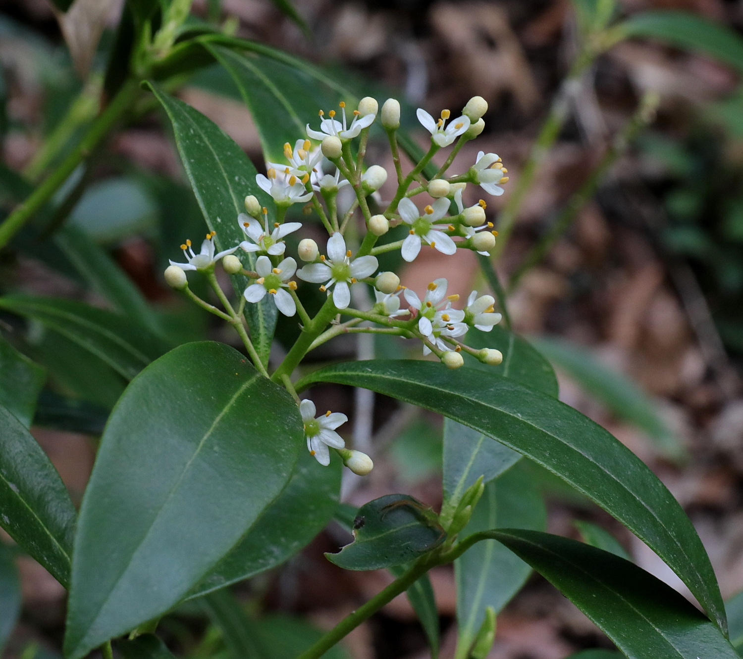 ミヤマシキミ 山川草木図譜