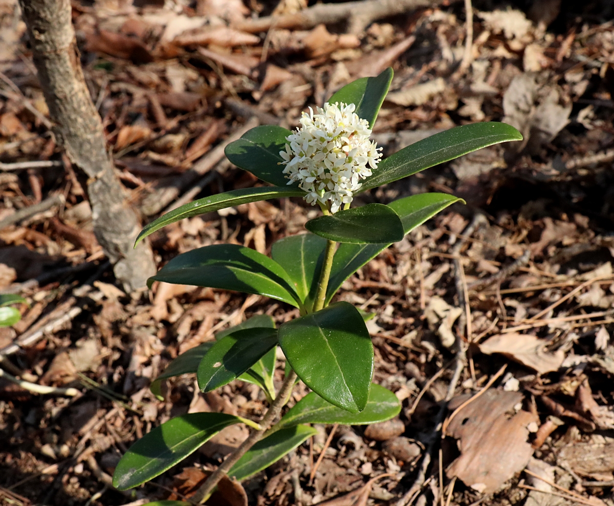 ミヤマシキミ 山川草木図譜