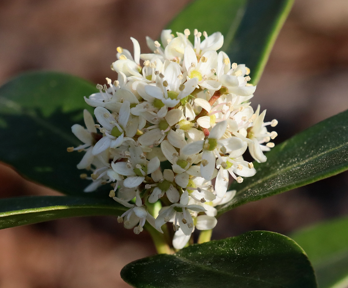 ミヤマシキミ 山川草木図譜