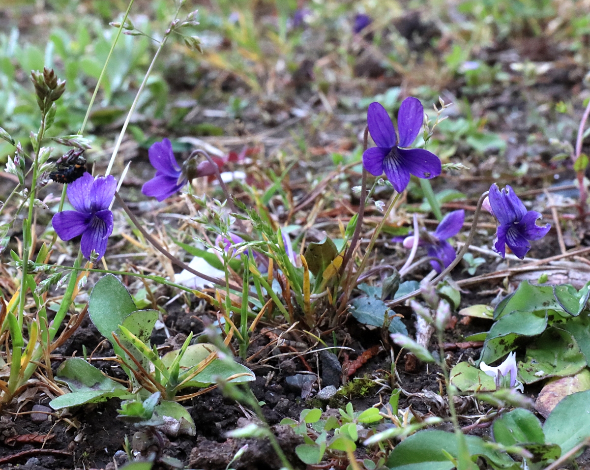 ヒメスミレ 山川草木図譜