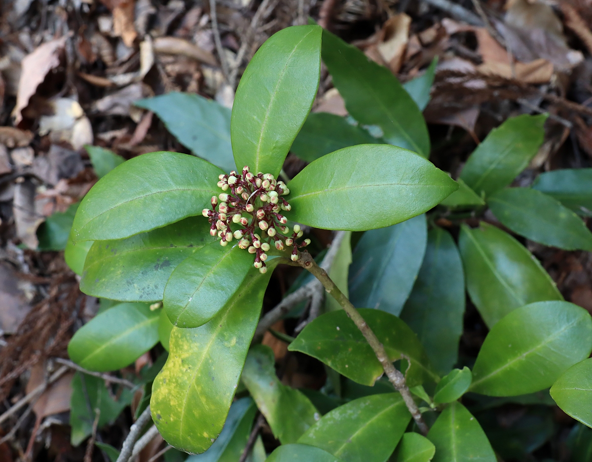 ミヤマシキミ 山川草木図譜