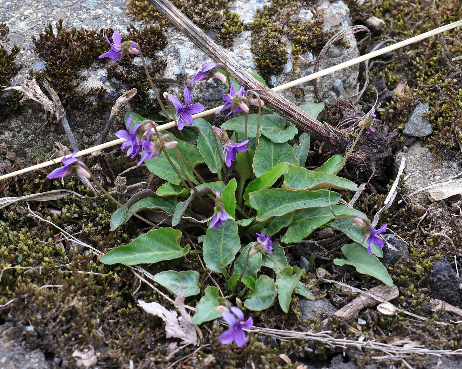 ヒメスミレ 山川草木図譜