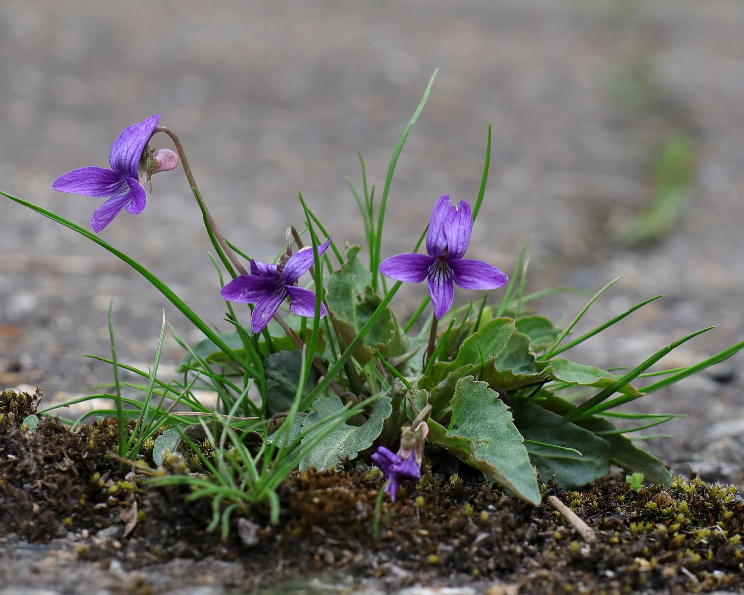 ヒメスミレ 山川草木図譜