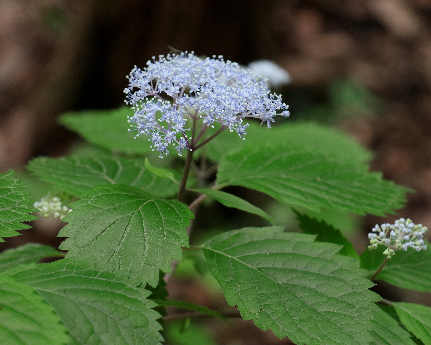 コアジサイ 山川草木図譜
