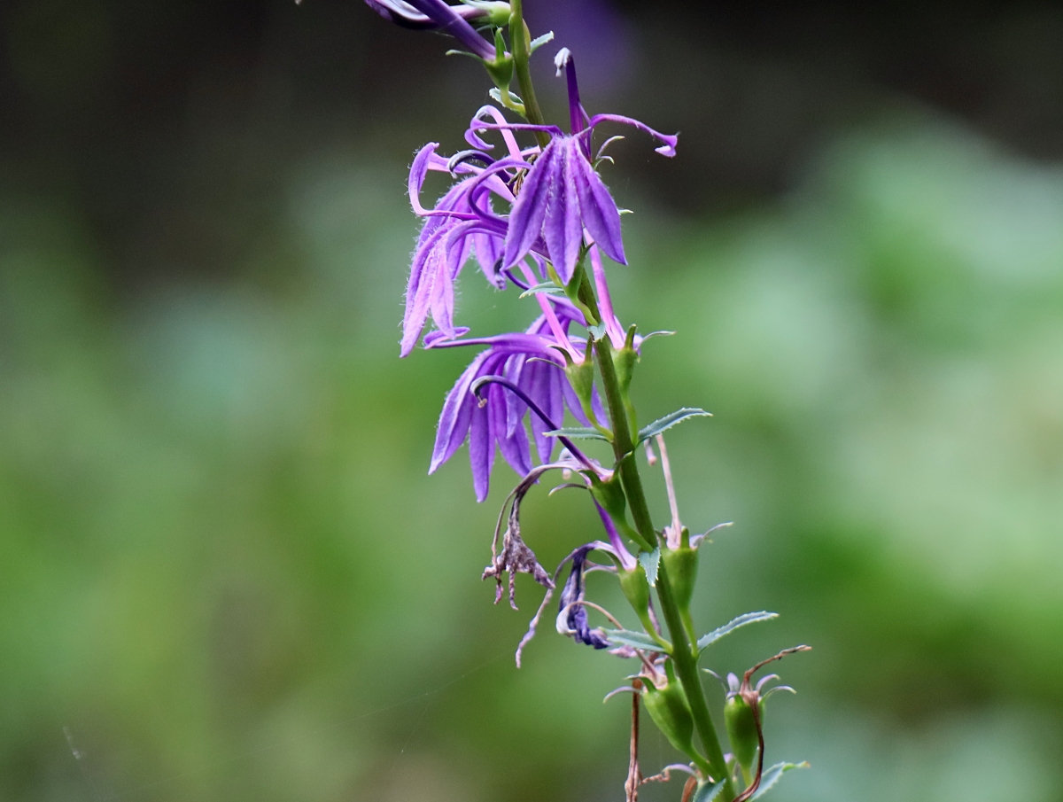 サワギキョウ 山川草木図譜 サワギキョウ 山川草木図譜