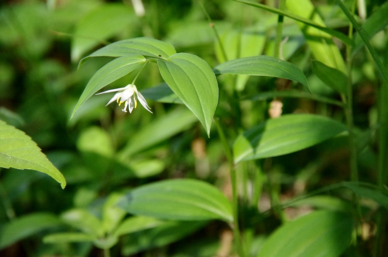 イヌサフラン科 山川草木図譜
