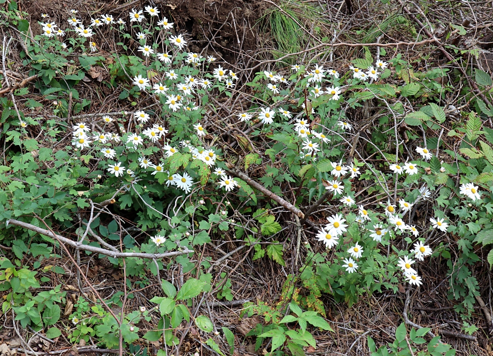 リュウノウギク 山川草木図譜