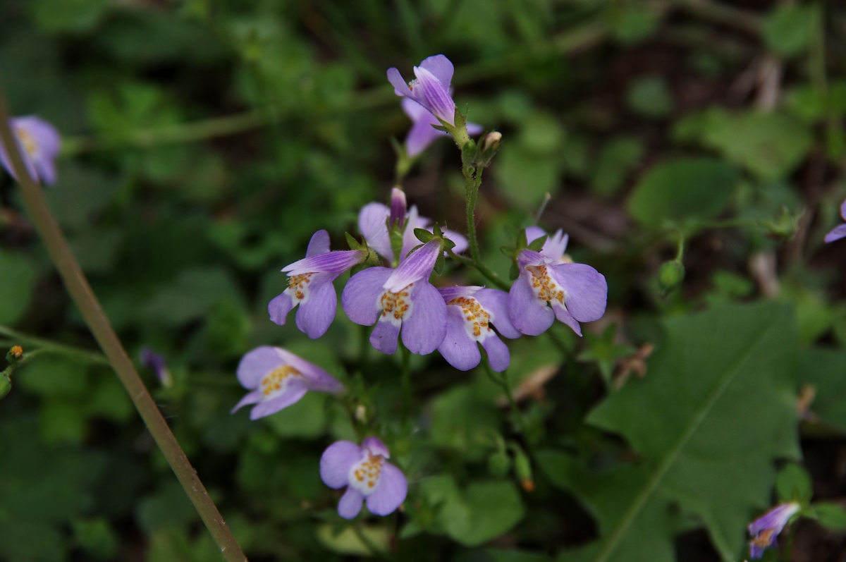 ムラサキサギゴケ 山川草木図譜