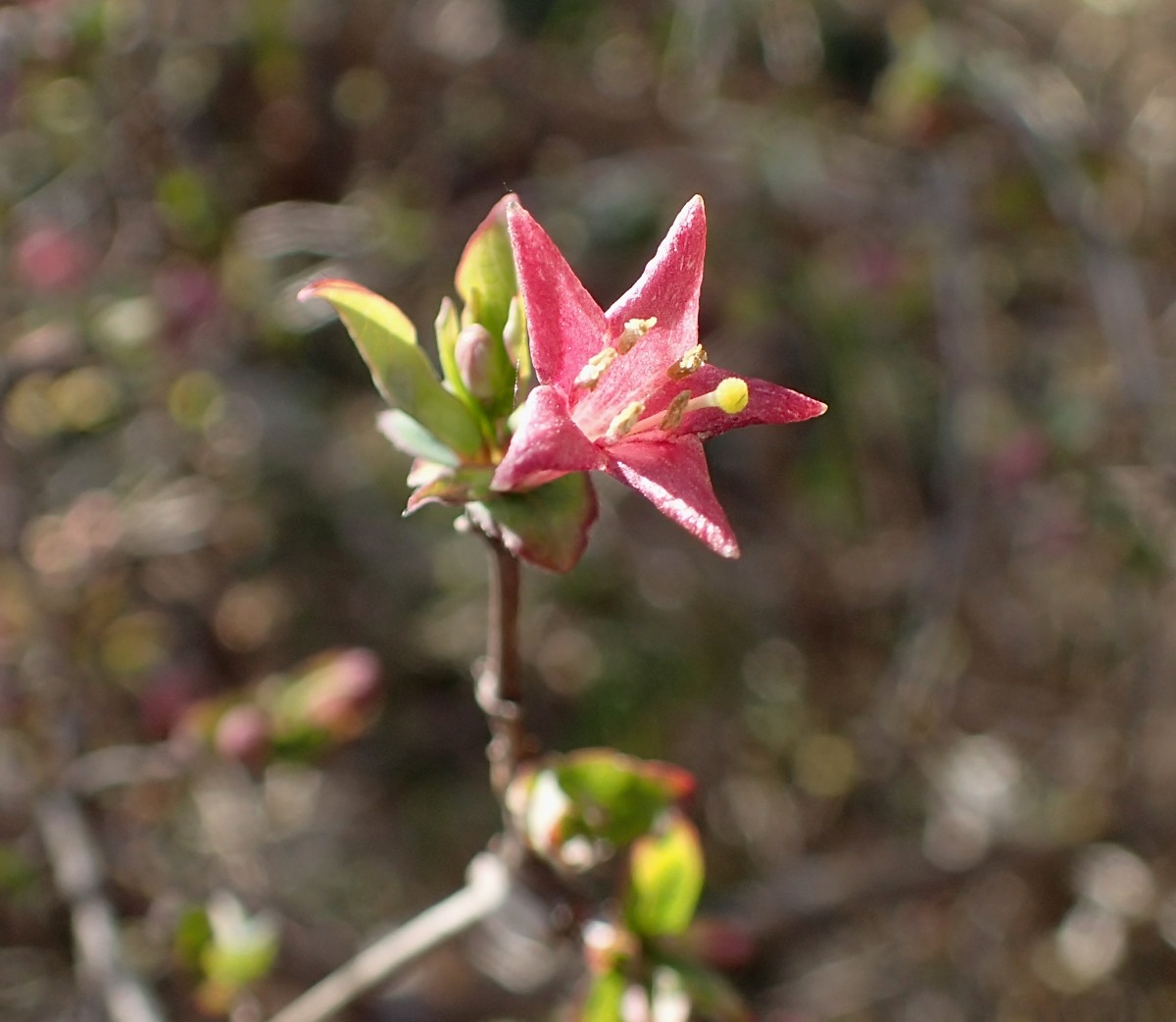 ウグイスカグラ 山川草木図譜
