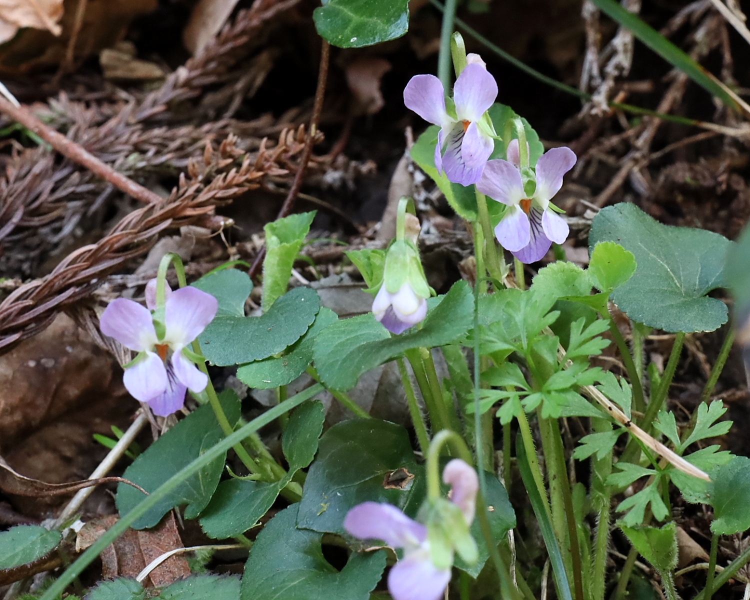 アオイスミレ 山川草木図譜
