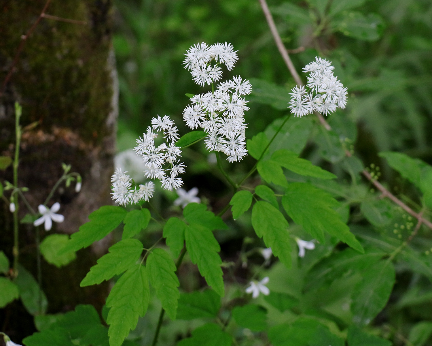ミヤマカラマツ 山川草木図譜