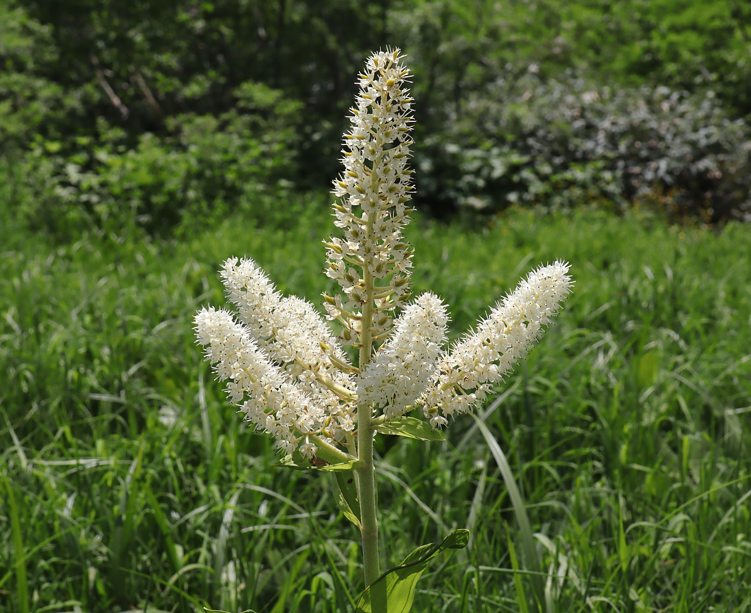 コバイケイソウ 山川草木図譜